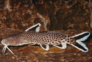 Synodontis cf. petricola