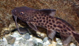 Synodontis cf. polli(1)