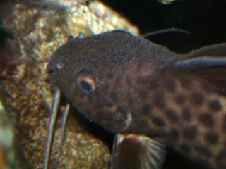 Synodontis cf. polli(1)