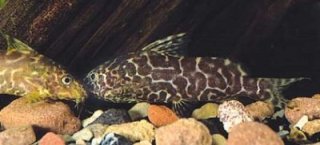 Synodontis comoensis