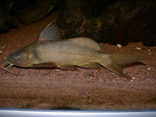 Synodontis cuangoanus