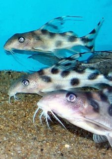 Synodontis decorus