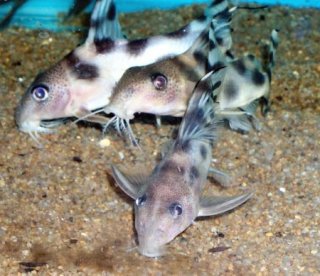 Synodontis decorus