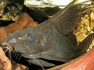 Synodontis eupterus