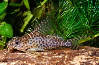 Synodontis eupterus