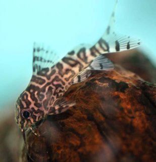 Synodontis eupterus