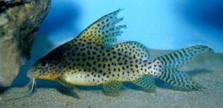 Synodontis eupterus