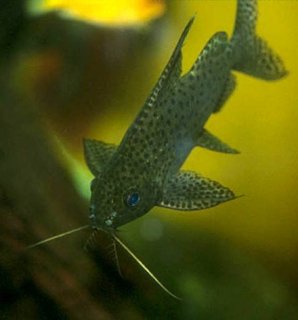 Synodontis eupterus