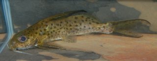 Synodontis filamentosus