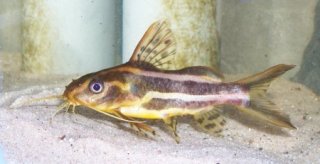 Synodontis flavitaeniatus