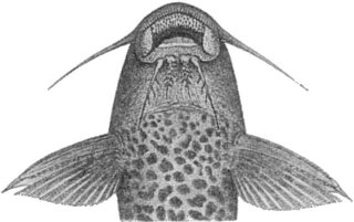 Synodontis gobroni