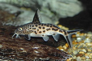 Synodontis grandiops