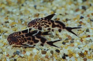 Synodontis grandiops