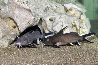 Synodontis granulosus