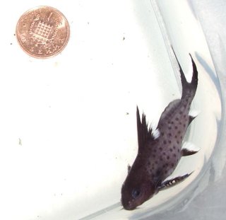 Synodontis granulosus