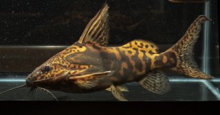 Synodontis greshoffi