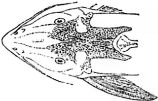 Synodontis guttatus