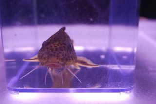 Synodontis ilebrevis