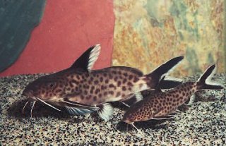 Synodontis irsacae