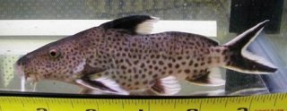 Synodontis irsacae