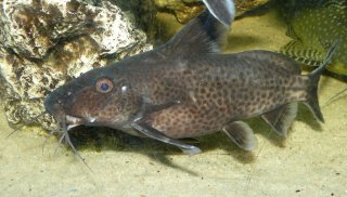 Synodontis irsacae