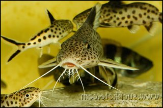 Synodontis irsacae