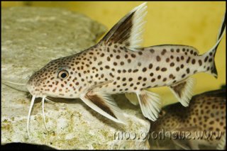 Synodontis irsacae