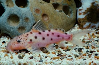 Synodontis longirostris