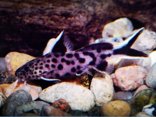 Synodontis lucipinnis