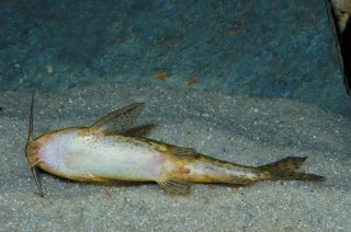 Synodontis macrostigma