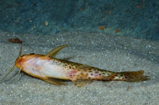 Synodontis macrostoma