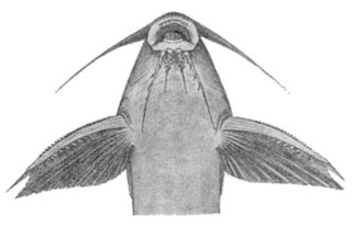 Synodontis melanopterus