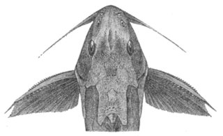 Synodontis melanopterus