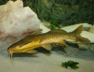 Synodontis melanostictus