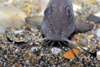 Synodontis membranaceus