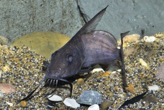 Synodontis membranaceus