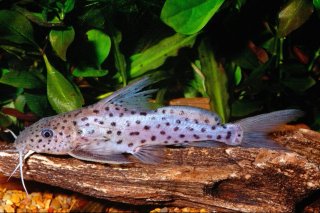 Synodontis multimaculatus