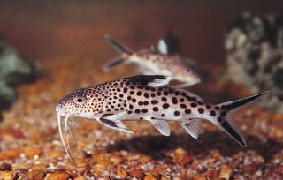 Synodontis multipunctatus