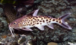 Synodontis multipunctatus