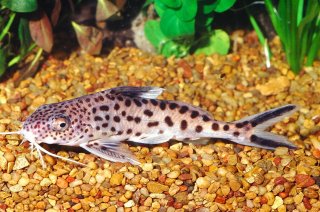 Synodontis multipunctatus