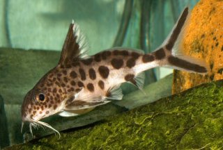 Synodontis multipunctatus