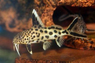 Synodontis multipunctatus