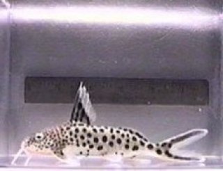 Synodontis multipunctatus