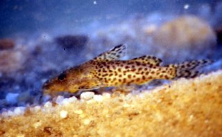 Synodontis nebulosus