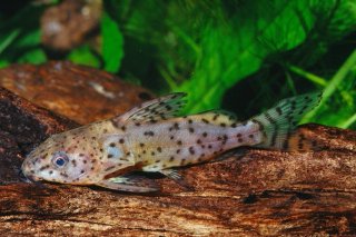 Synodontis nigrita