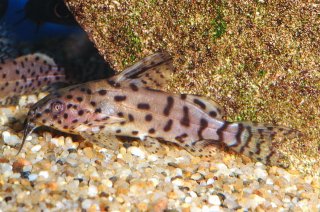 Synodontis nigrita