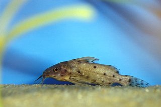 Synodontis nigrita