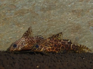 Synodontis nigriventris