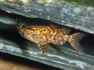 Synodontis nigriventris