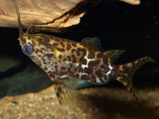 Synodontis nigriventris